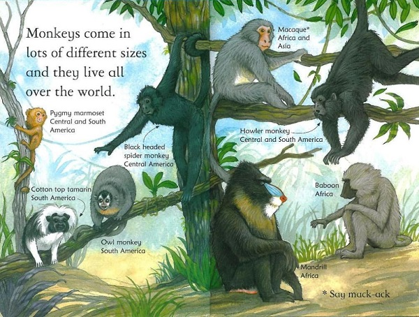 Usborne First Reading Level 3-23 / Monkeys 