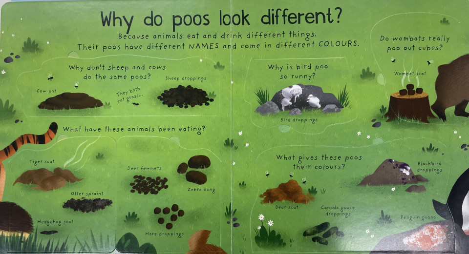 Usborne/Where Does Poo Go? (First Lift-the-Flap Questions & Answers)