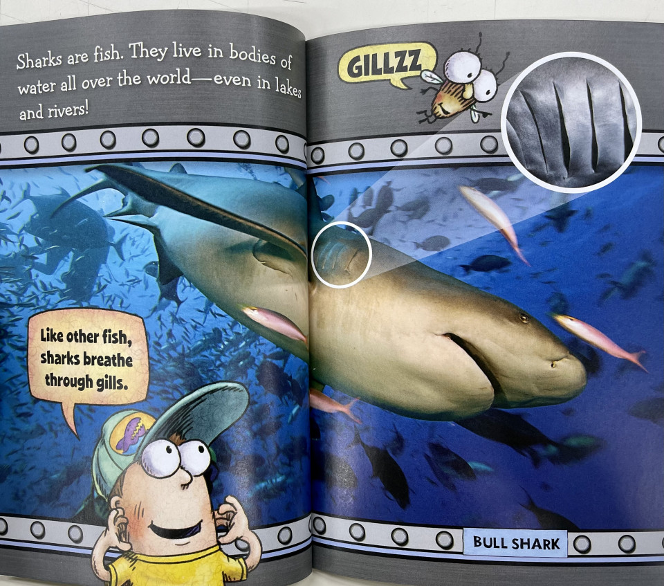 Scholastic Reader Level 2 / Fly Guy Presents: Sharks
